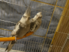 Cockatiel
